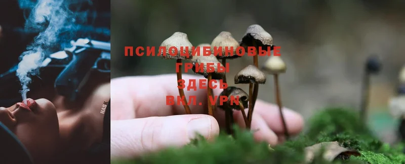 Галлюциногенные грибы Psilocybe  Советская Гавань 